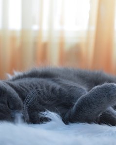 Cozy Cat Cave Bed