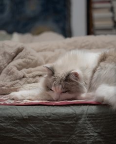 Cozy Cat Cave Bed