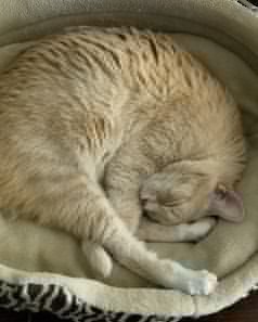 Cozy Cat Nest