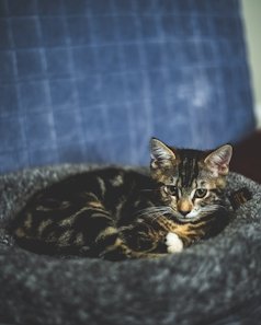 Cozy Cloud Cat Bed