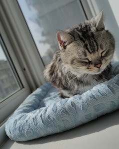 Cozy Plush Cat Bed