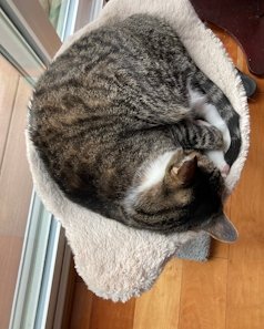 Cozy Plush Cat Bed